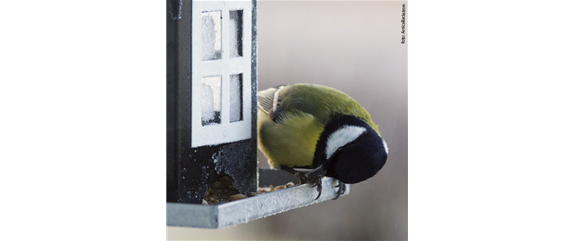 TIPPS ZUR WINTERVOGELFüTTERUNG!