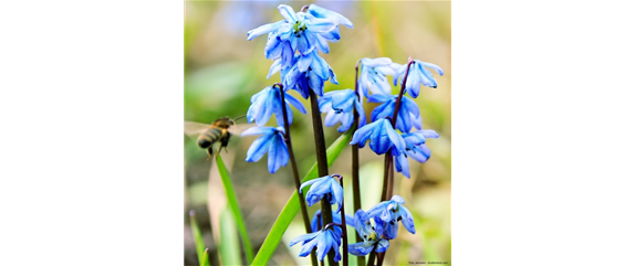 INSEKTENFREUNDLICHES FRüHJAHR!