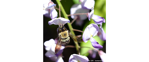 TOP 5 INSEKTENFREUNDLICHE PFLANZEN!