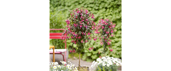 GARTEN-FEELING FüR DEN BALKON