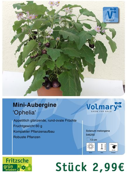 csm_Angebot_Aubergine-Mini_988162fbb7.jpg