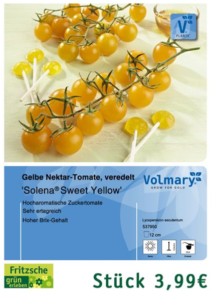 csm_Angebot_Tomate-SolenaY_f7dfea6bef.jpg