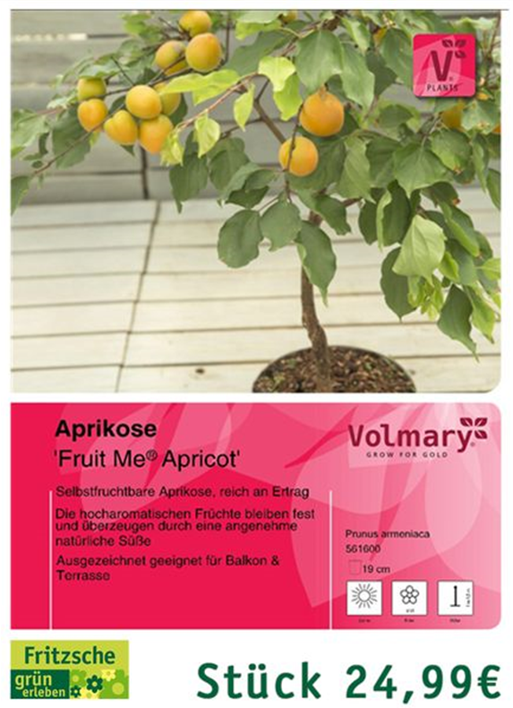 csm_Angebot_Aprikose_Apricot_2c8030704c.jpg