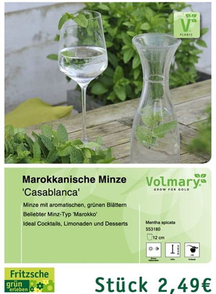 csm_Angebot_Minze-Marokkanisch_d5486fd31f.jpg