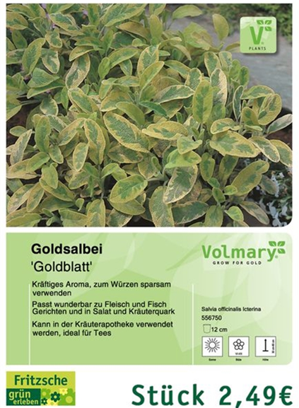 csm_Angebot_Salbei-Goldblatt_4199dc6f39.jpg