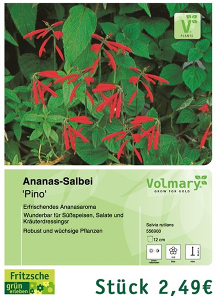 csm_Angebot_Salbei-Pino_3c67990e70.jpg