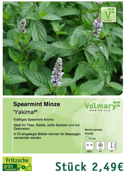 csm_Angebot_Minze-Spearmint_25cc964d1c.jpg