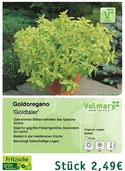 csm_Angebot_Oregano-Goldtaler_50c571cd3f.jpg