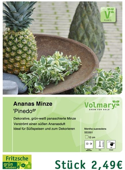 csm_Angebot_Minze-Ananas_55dc144f13.jpg