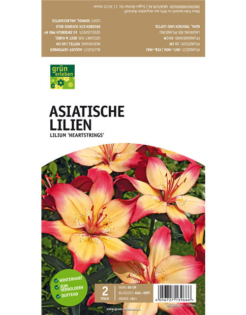 Asiatische Lilien