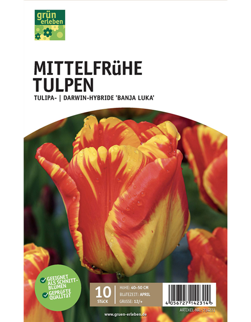 Darwin Hybrid-Tulpen