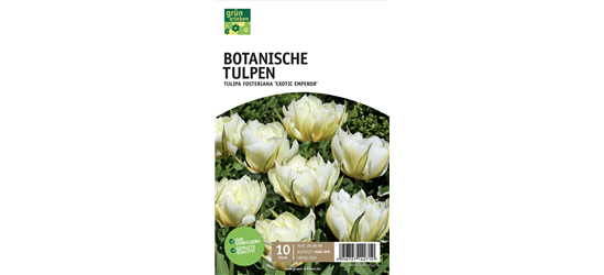 Fosteriana-Tulpen