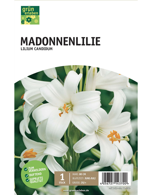 Madonnenlilie