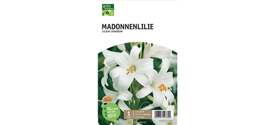 Madonnenlilie