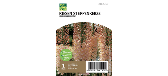 Riesen Steppenkerze