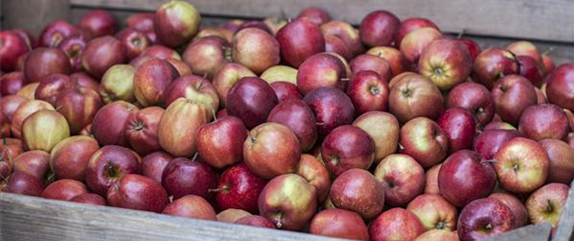 SOMMERSCHNITT FüR OBSTBäUME